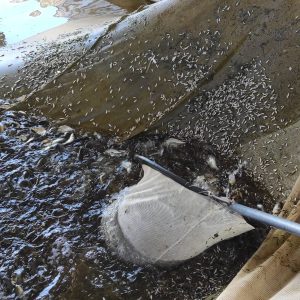 ORTADOĞUNUN EN BÜYÜK BALIK ÜRETİM İSTASYONU