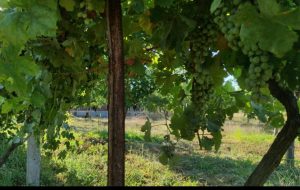 Şanlıurfa’dan Elazığ’a Tarım Danışmanlığı