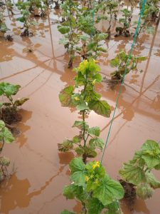 Selzede Sağlık mahallesi Cumhurbaşkanından randevu talep ediyor!